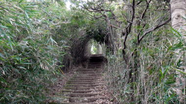 笹のトンネル