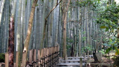 報国寺竹の庭