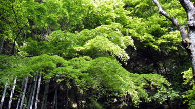 報国寺竹の庭5