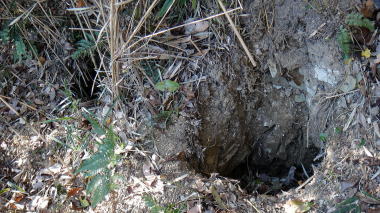 自然薯掘りの穴