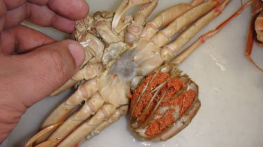 セコ蟹の解体1