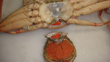 セコ蟹の解体2