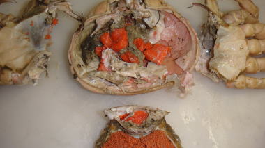 セコ蟹の解体5